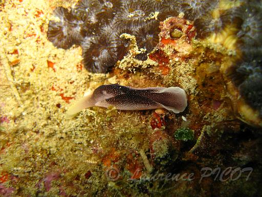 Chelidonura amoena.JPG - Philippines îles Calamian